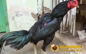 Kelebihan dan Kekurangan Ayam Bangkok Kumbang Hitam
