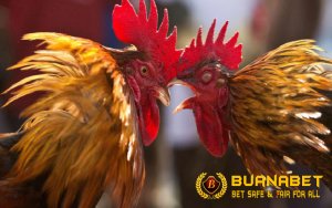 Teknik Melatih Ayam Bangkok Agar Menjadi Juara Sabung Ayam